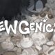 mewgenics